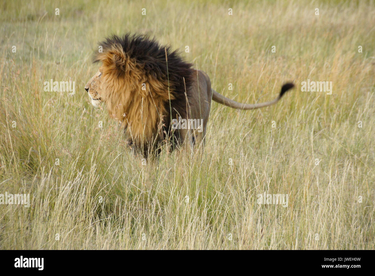 Lion à crinière noire debout dans l'herbe haute, Masai Mara, Kenya Banque D'Images