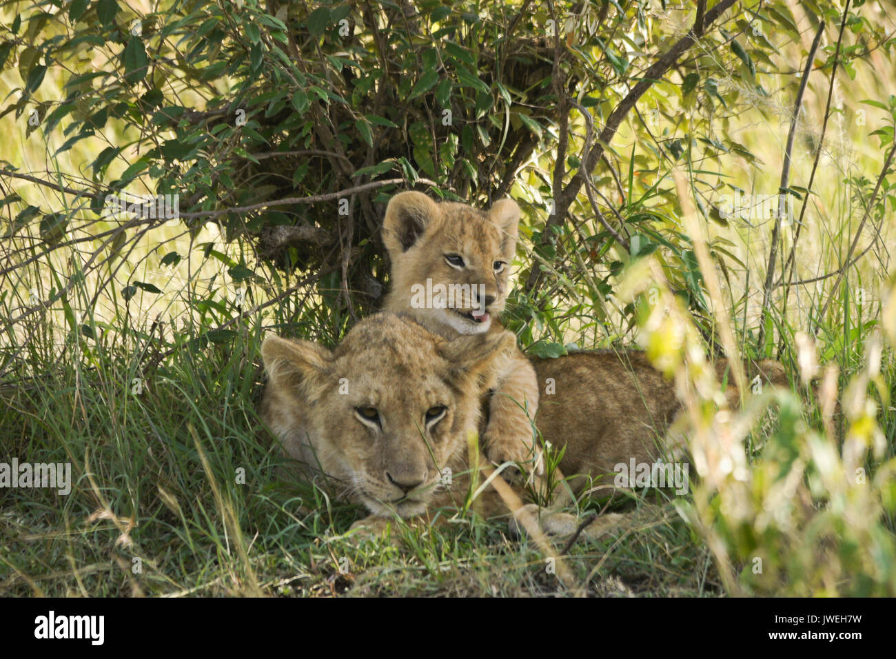 Petit lion cub jouant avec les anciens cub qui était en train de dormir, Masai Mara, Kenya Banque D'Images