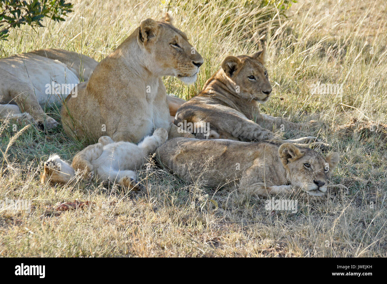 Les Lions se reposant à l'ombre après session de soins infirmiers, de la réserve Masai Mara, Kenya Banque D'Images