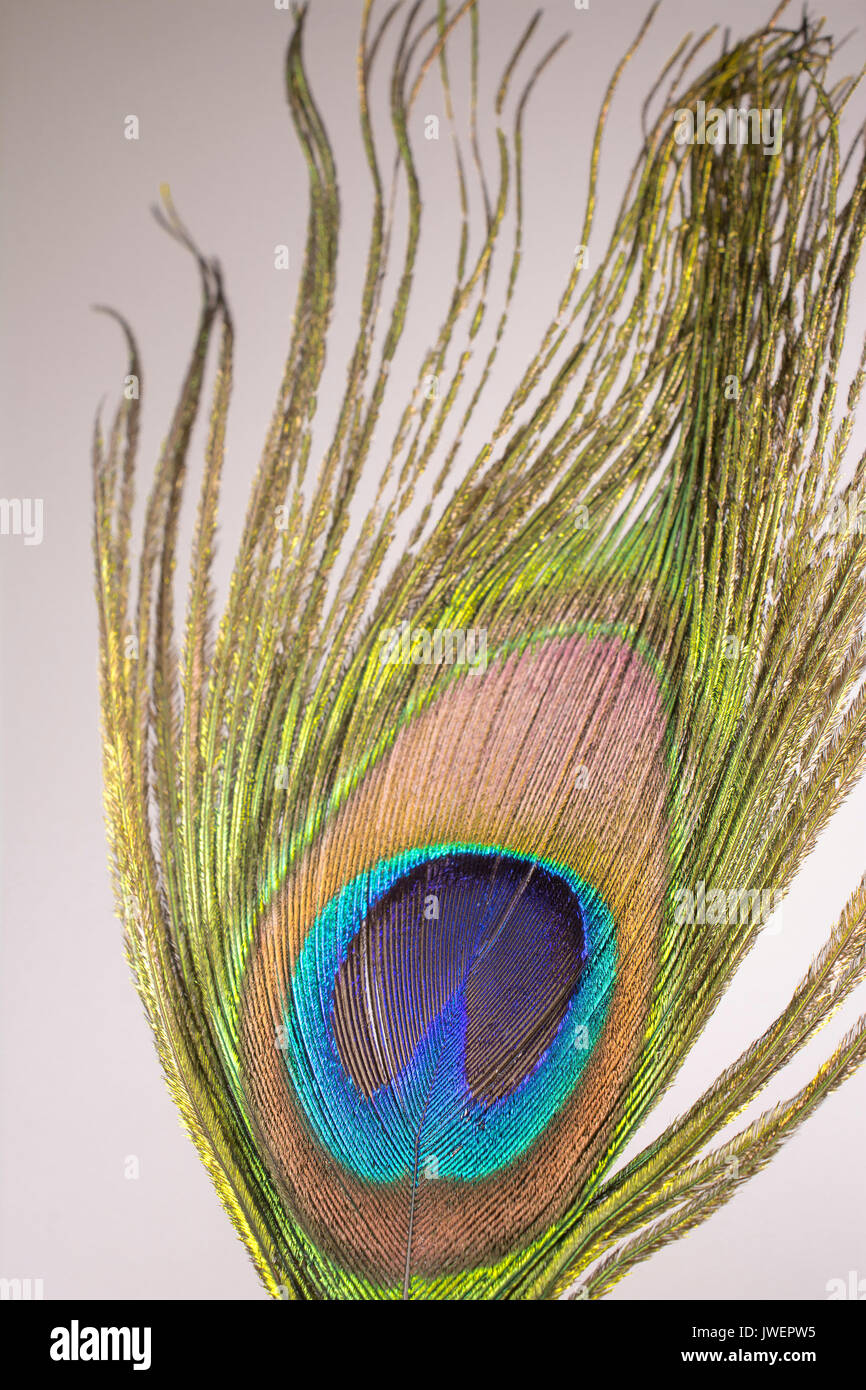 Close Up texture de fond de plume de paon Banque D'Images