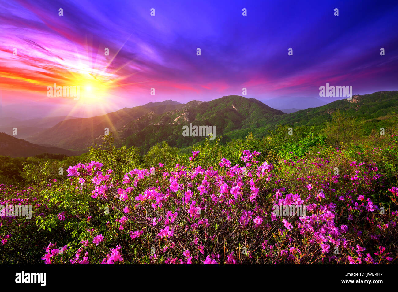 Magnifiques fleurs roses sur la montagne au coucher du soleil, Hwangmaesan mountain en Corée du Sud. Banque D'Images