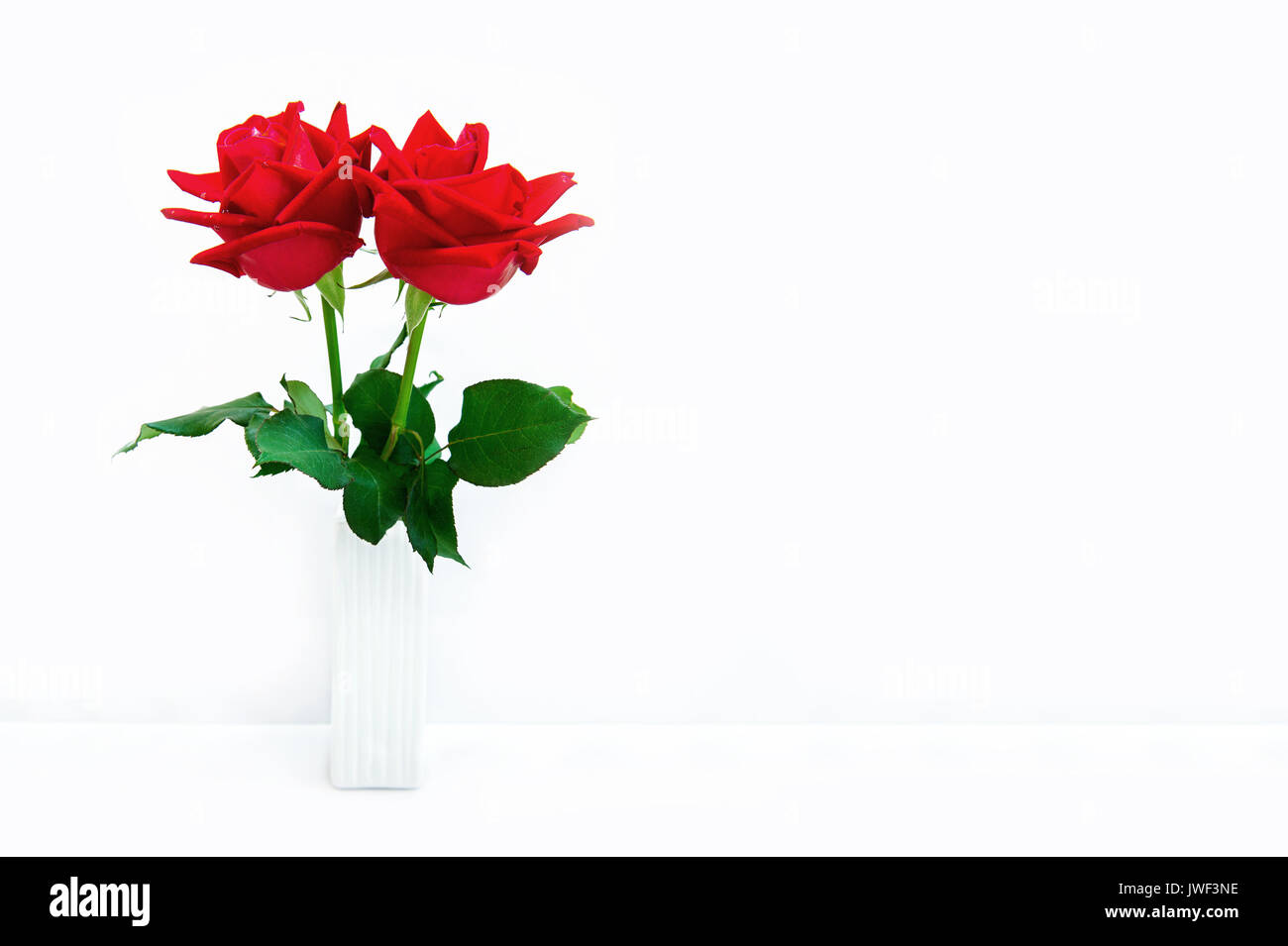 Rose rouge isolé sur fond blanc. Banque D'Images