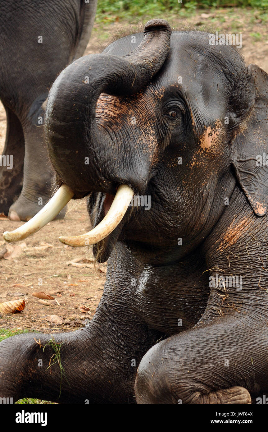 Esperance De Vie D Un Elephant Les éléphants d'Asie sont plutôt longue, avec un maximum enregistré la durée  de vie de 86 ans Photo Stock - Alamy
