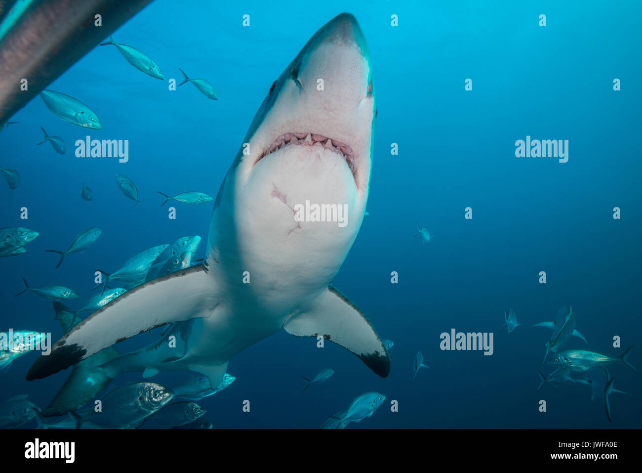 Grand requin blanc nageant à travers une école de carangues jacks, Neptune, Australie du Sud. Banque D'Images