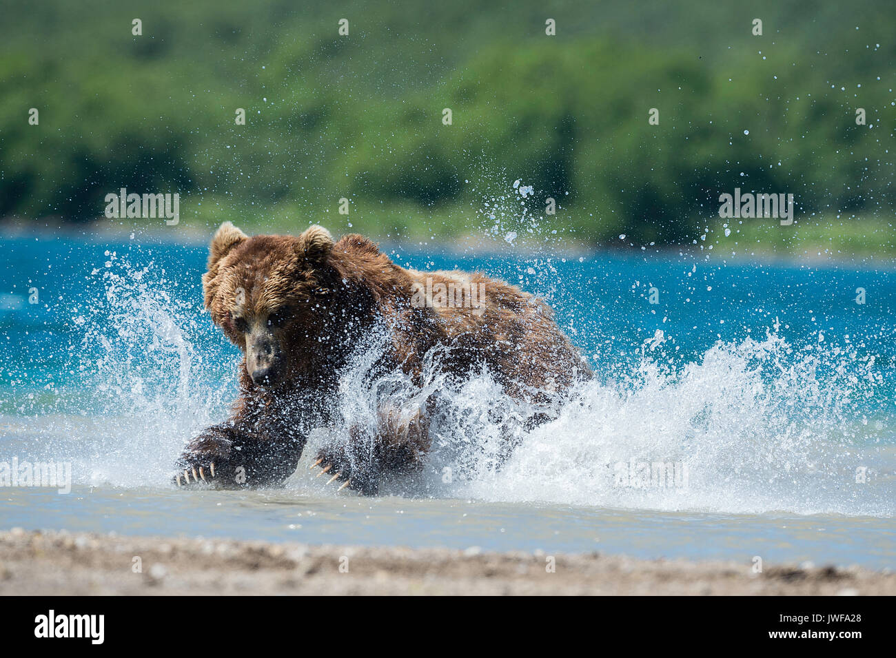 Ours brun sauter sur le saumon dans les rivières autour du lac Kuril Kamchatka, en Russie. Banque D'Images