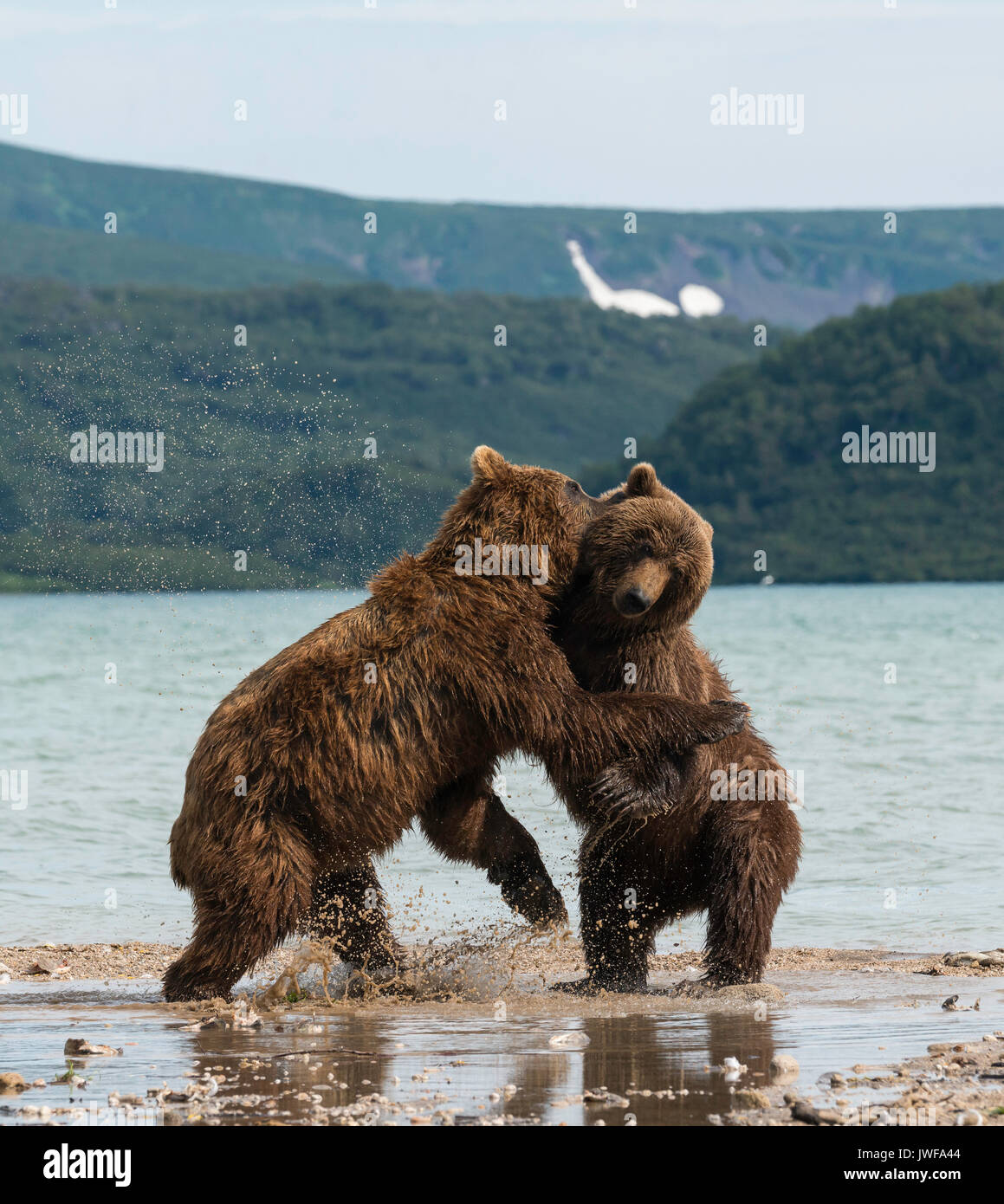 La lutte contre l'ours brun mâle pour la domination sur les rives du lac Kuril, du Kamtchatka, en Russie. Banque D'Images