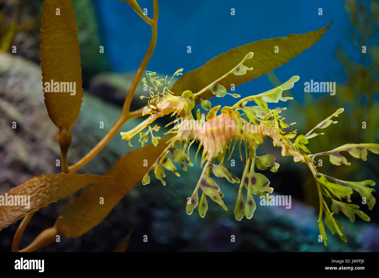 Dragon de mer feuillu Banque D'Images