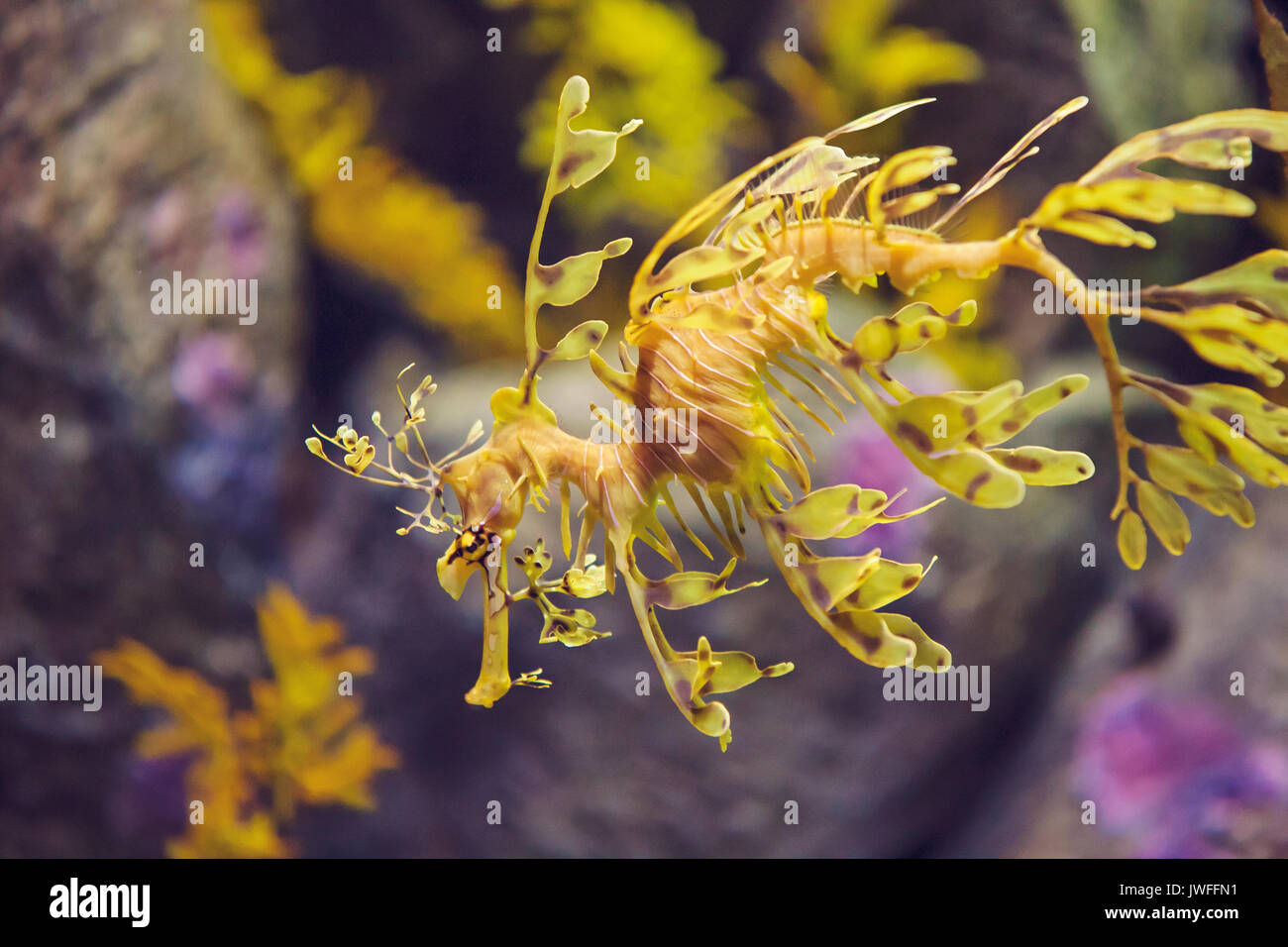 Dragon de mer feuillu Banque D'Images