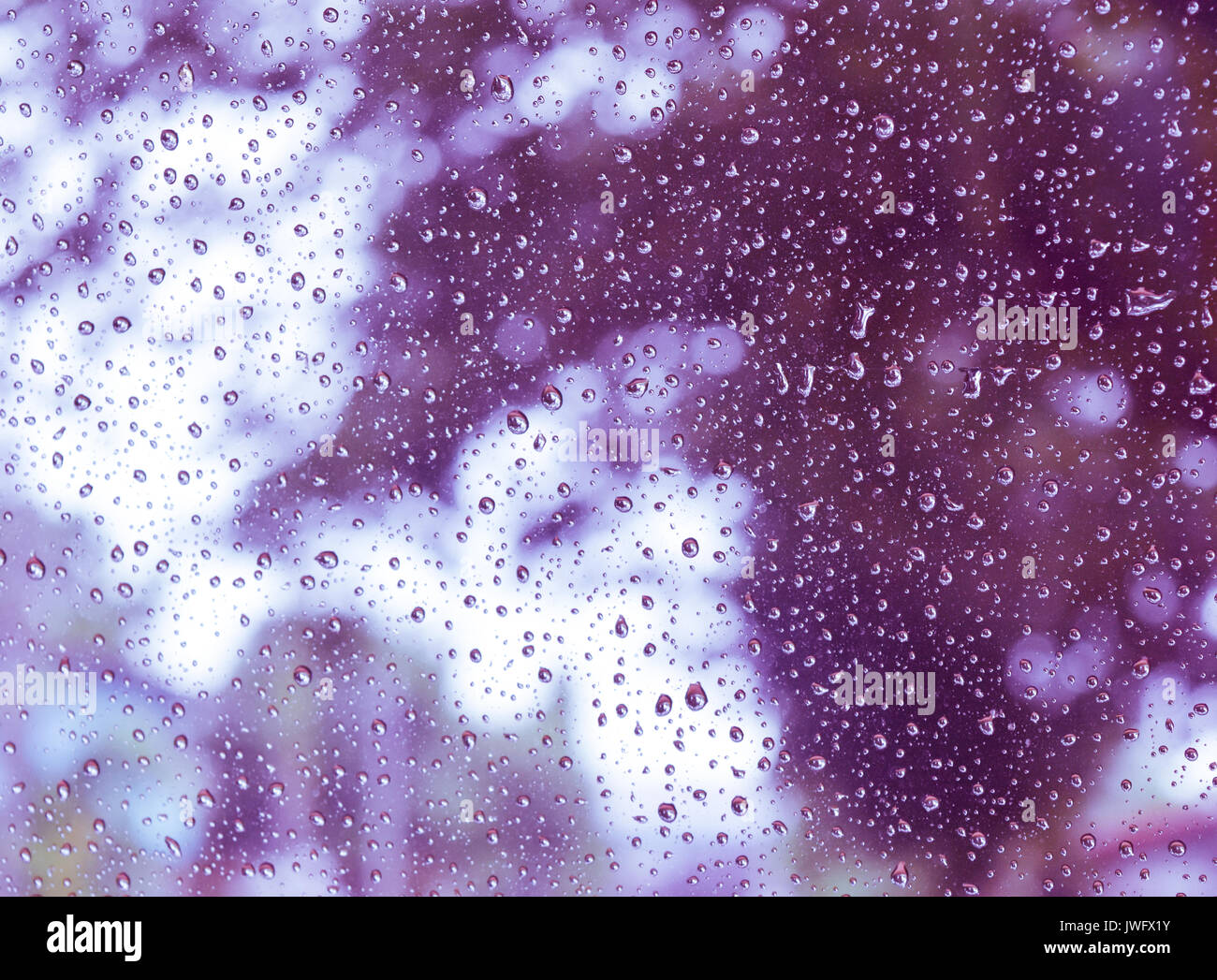 Fond violet sous la pluie derrière la fenêtre. Banque D'Images