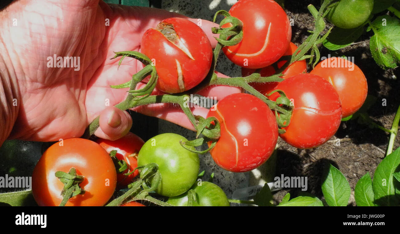 Une récolte de tomates peuvent être détériorés par les pratiques d'arrosage inégal ou incohérent. Le fruit met sur un jaillissement de croissance lorsque l'eau est disponible le fractionnement de la peau et du moule permettant d'entrer des spores de moisissure. Banque D'Images