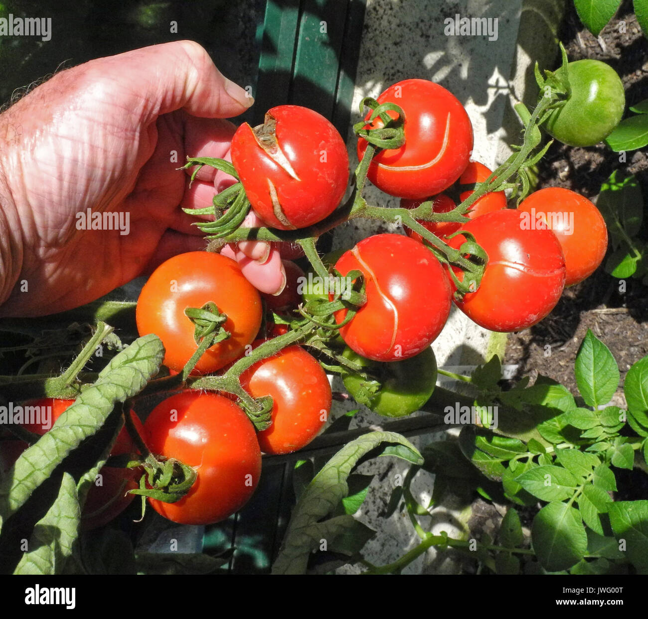 Une récolte de tomates peuvent être détériorés par les pratiques d'arrosage inégal ou incohérent. Le fruit met sur un jaillissement de croissance lorsque l'eau est disponible le fractionnement de la peau et du moule permettant d'entrer des spores de moisissure. Banque D'Images Une récolte de tomates peuvent être détériorés par les pratiques d'arrosage inégal ou incohérent. Le fruit met sur un jaillissement de croissance lorsque l'eau est disponible le fractionnement de la peau et du moule permettant d'entrer des spores de moisissure. Banque D'Images