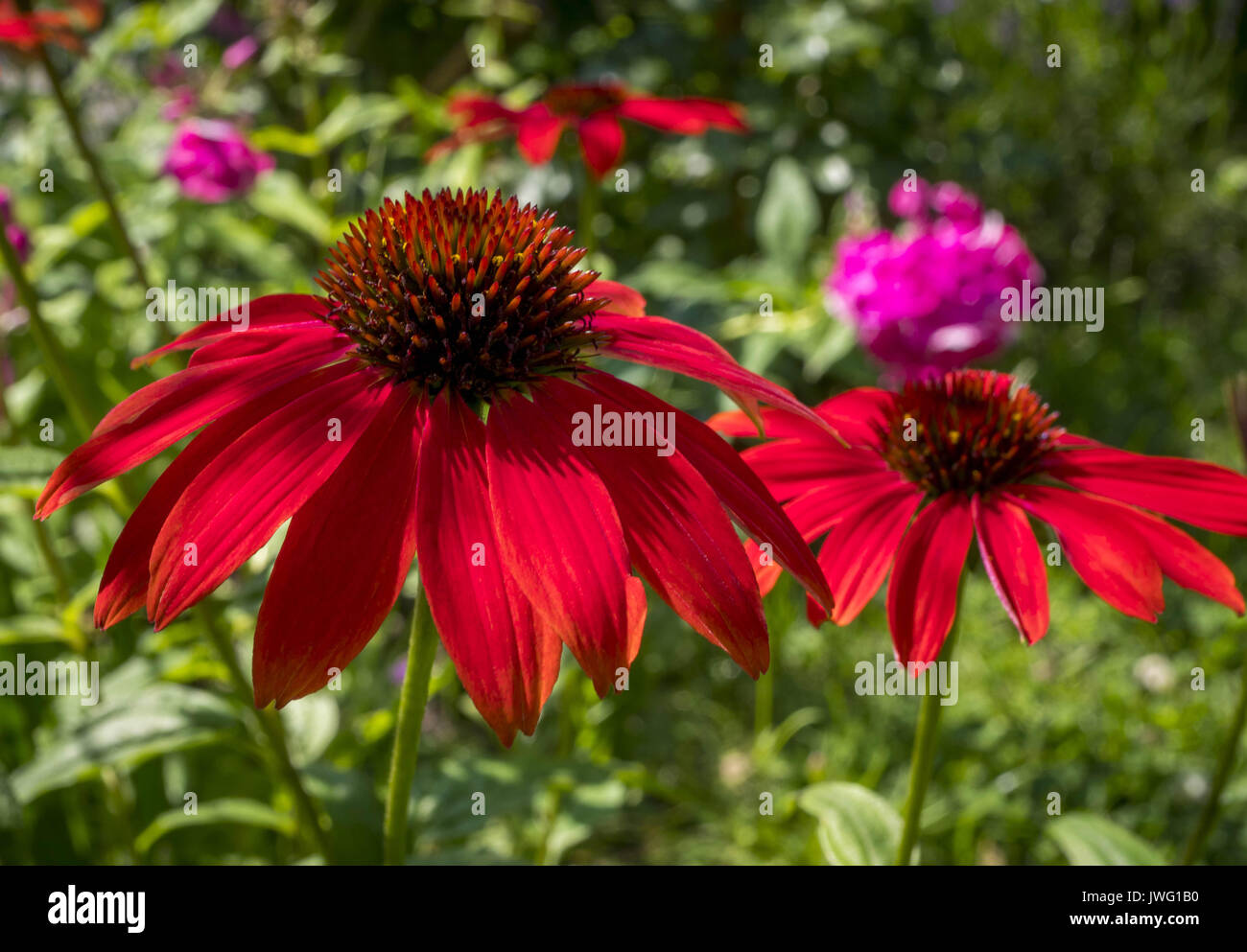 Rote Rudbeckie, Roter Sonnenhut oder Purpur-Sonnenhut (Echinacea purpurea), Bayern, Deutschland, Europa Banque D'Images