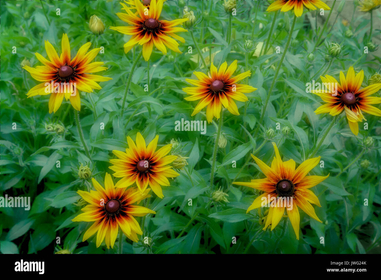 Dans le jardin sur un fond de feuilles vertes jaunes fleurs rudbeckia. Photo effet Polaroid. Banque D'Images