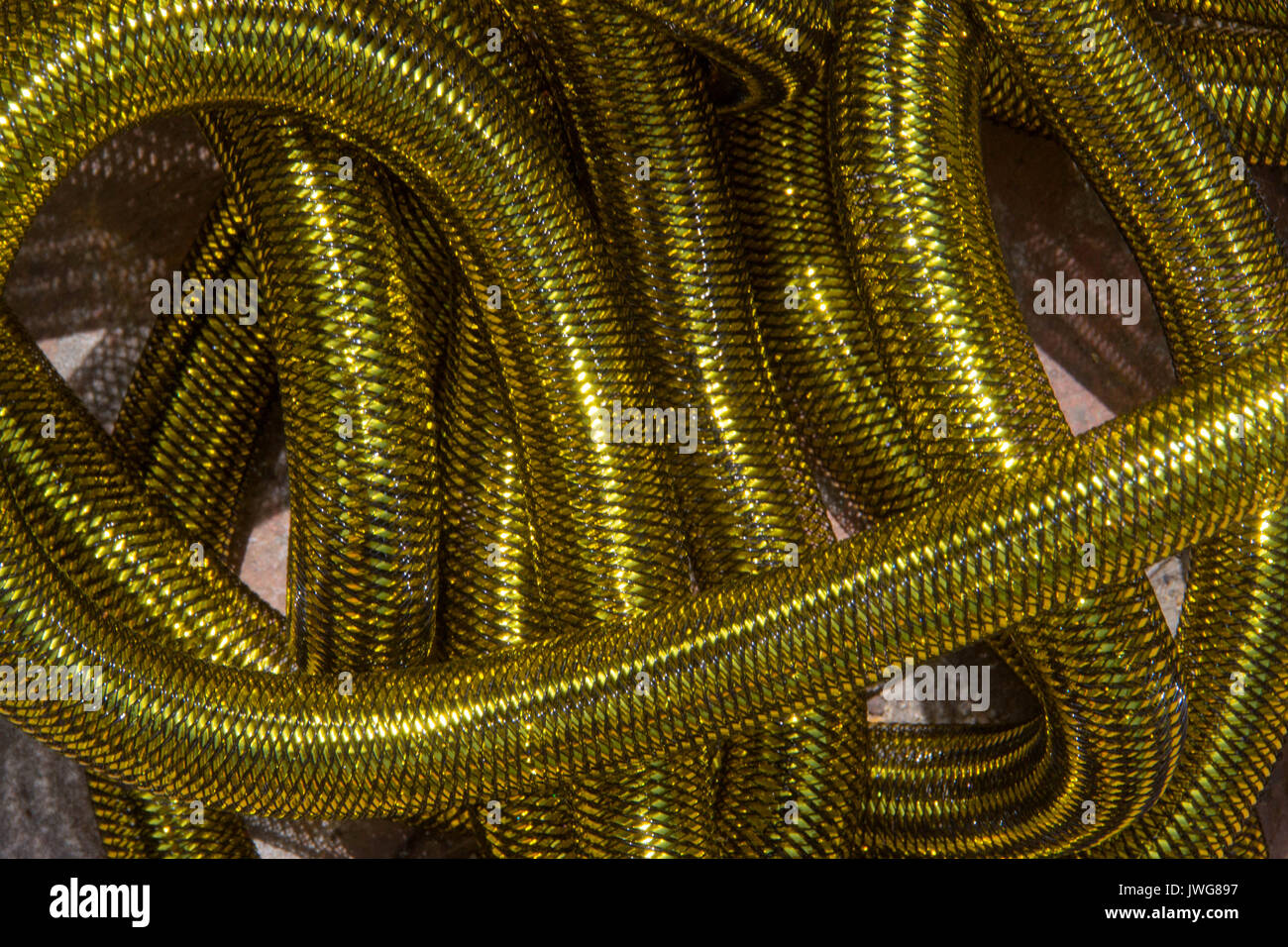 Flexible renforcé enveloppée et imbriquées sur l'herbe Banque D'Images