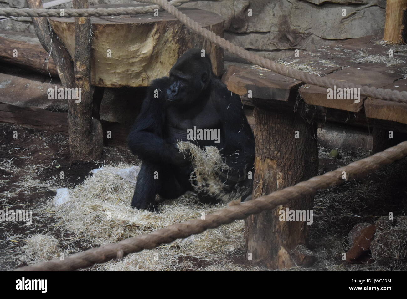 Chimpanzé dans un zoo Banque D'Images