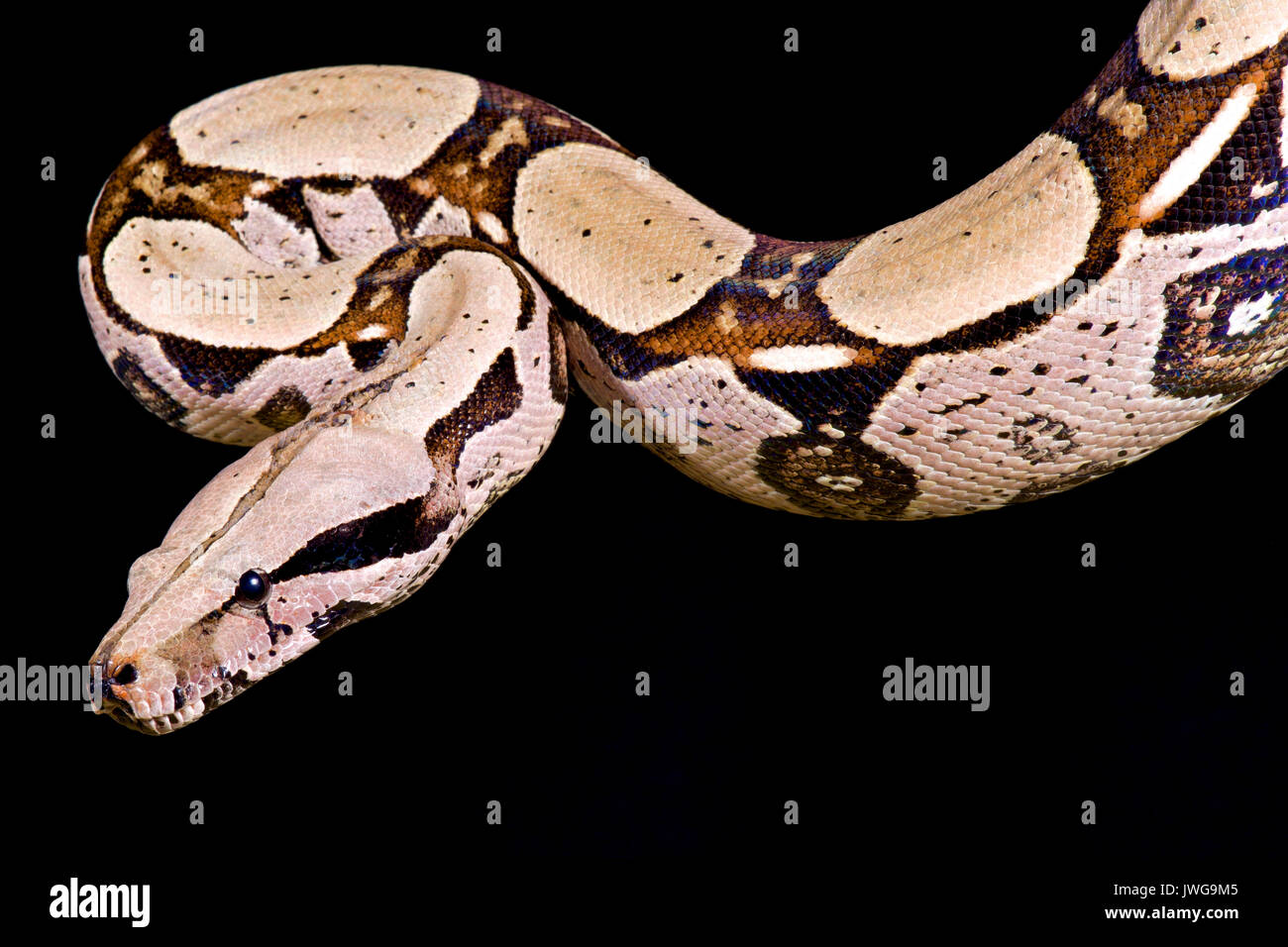 Red-tailed boa, Boa constrictor imperator Banque D'Images