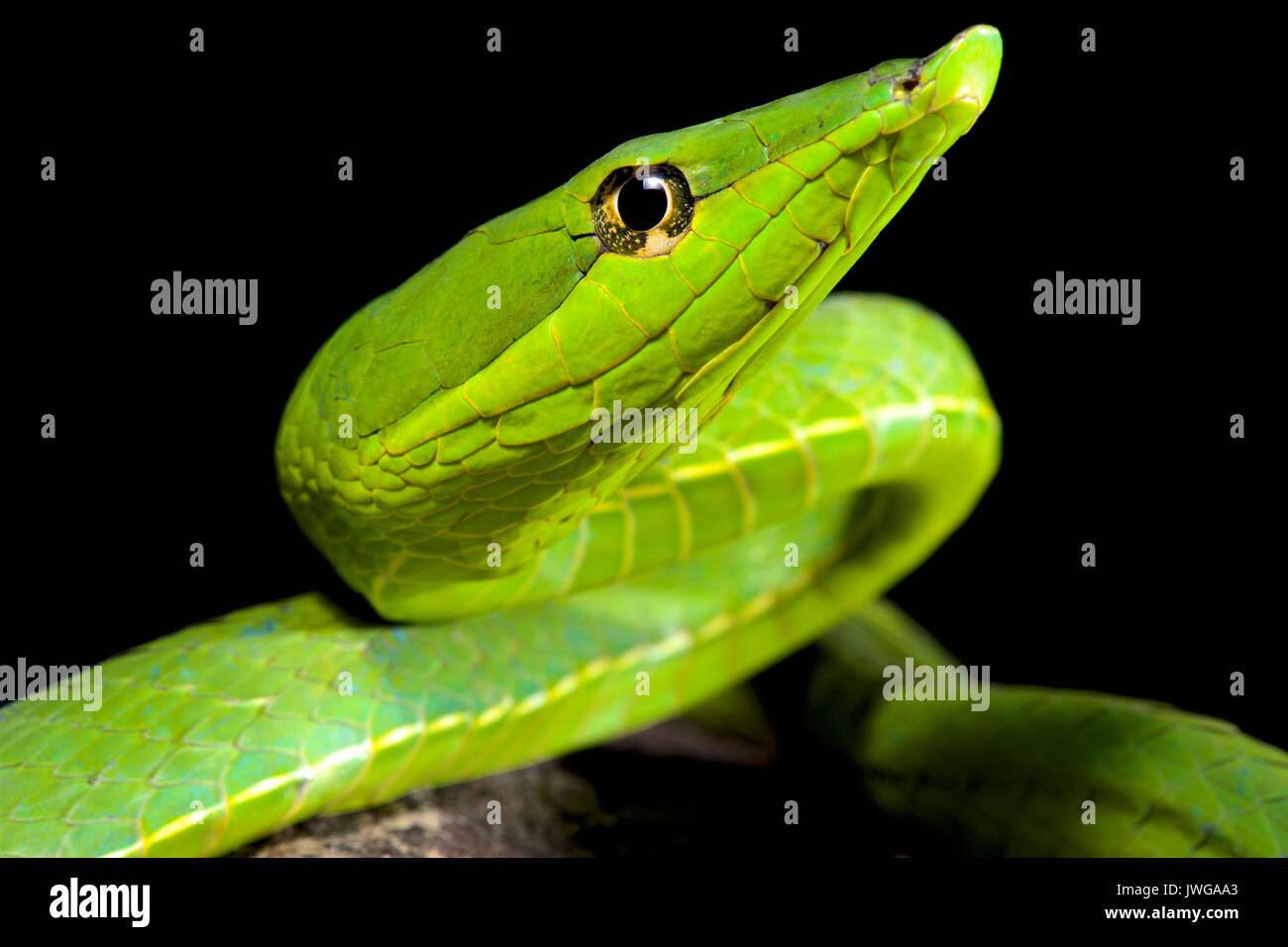 Serpent de vigne vert d'Amérique du Sud, Oxybelis fulgidus Banque D'Images