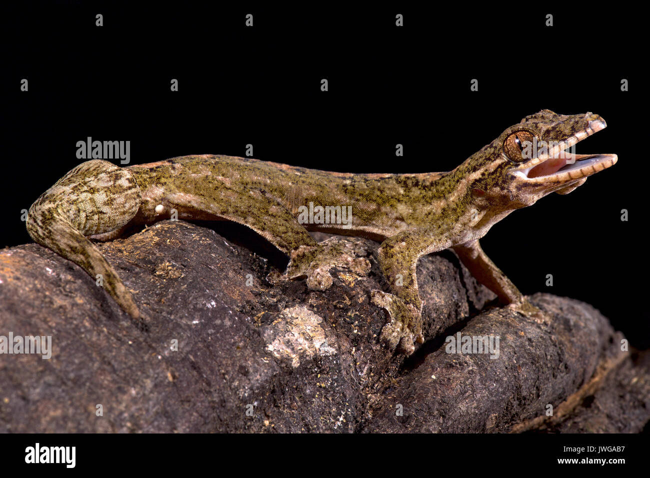 Gecko à queue de navet géant, Thecadactylus rapicauda Banque D'Images