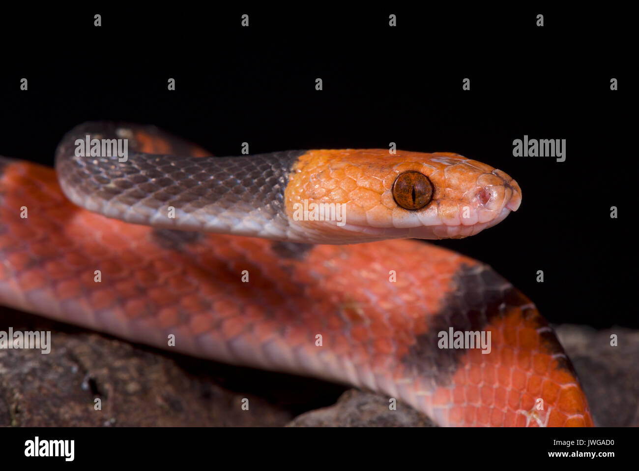 Serpent de vigne rouge, Siphlophis compressus Banque D'Images