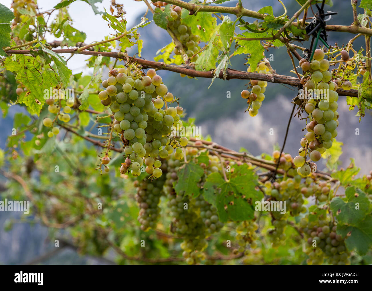 Vignoble et les raisins endommagés après une tempête de grêle détruisant les récoltes. La grêle ont presque entièrement détruit la récolte. Banque D'Images