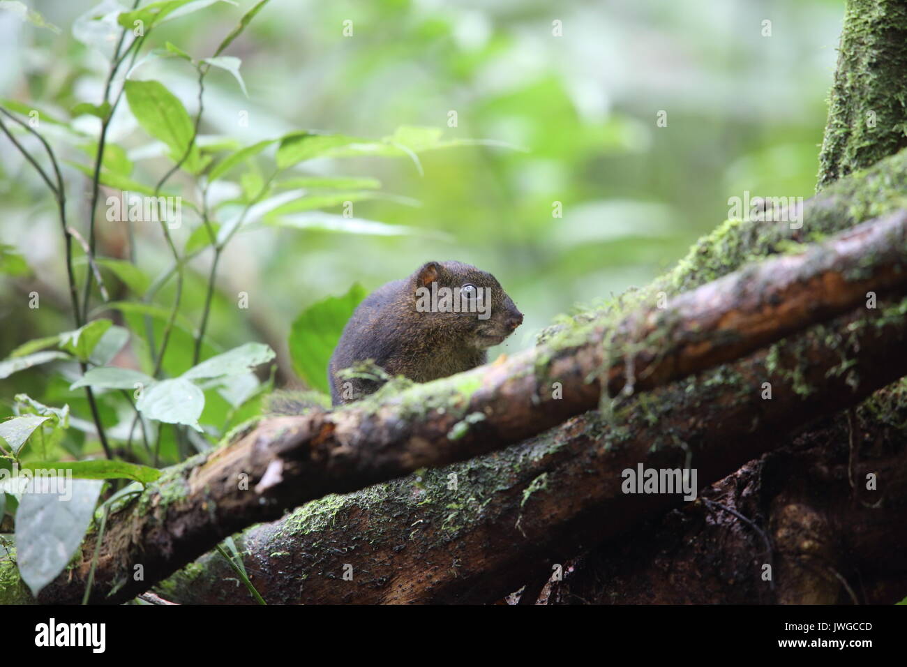 Trois-sol rayé (Pachycephala insignis) du Mt.Kerinci, Sumatra, Indonésie Banque D'Images