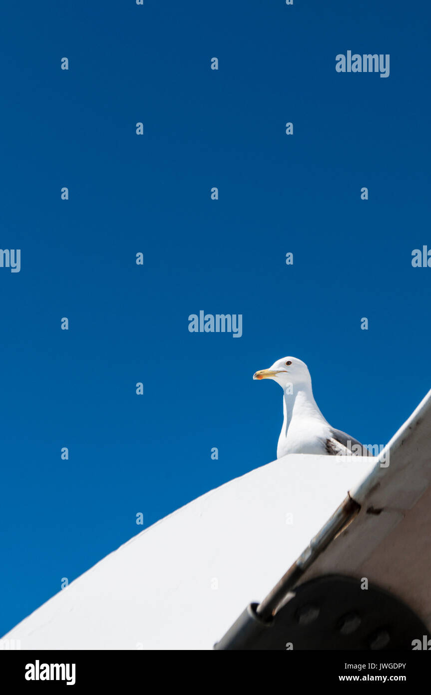 La nature et les animaux : une mouette perchée sur un toit blanc Banque D'Images La nature et les animaux : une mouette perchée sur un toit blanc Banque D'Images
