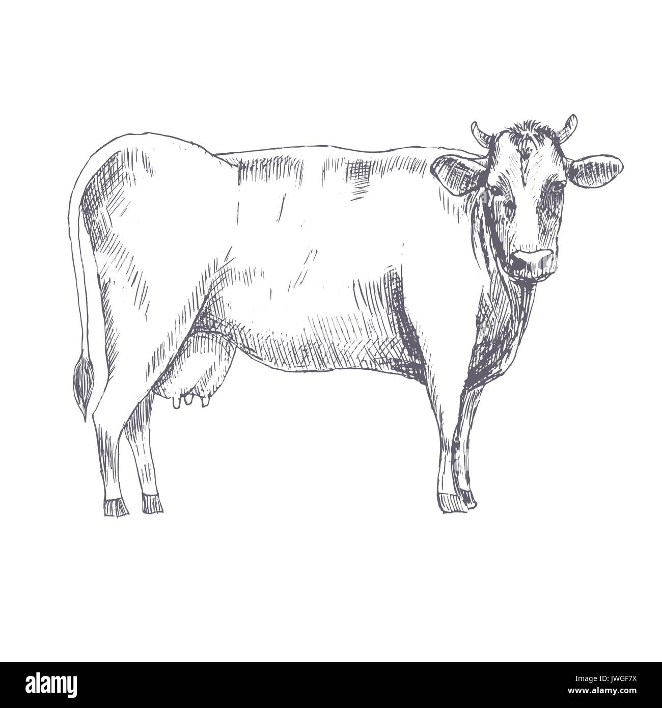 Cow hand drawn vector illustration Illustration de Vecteur