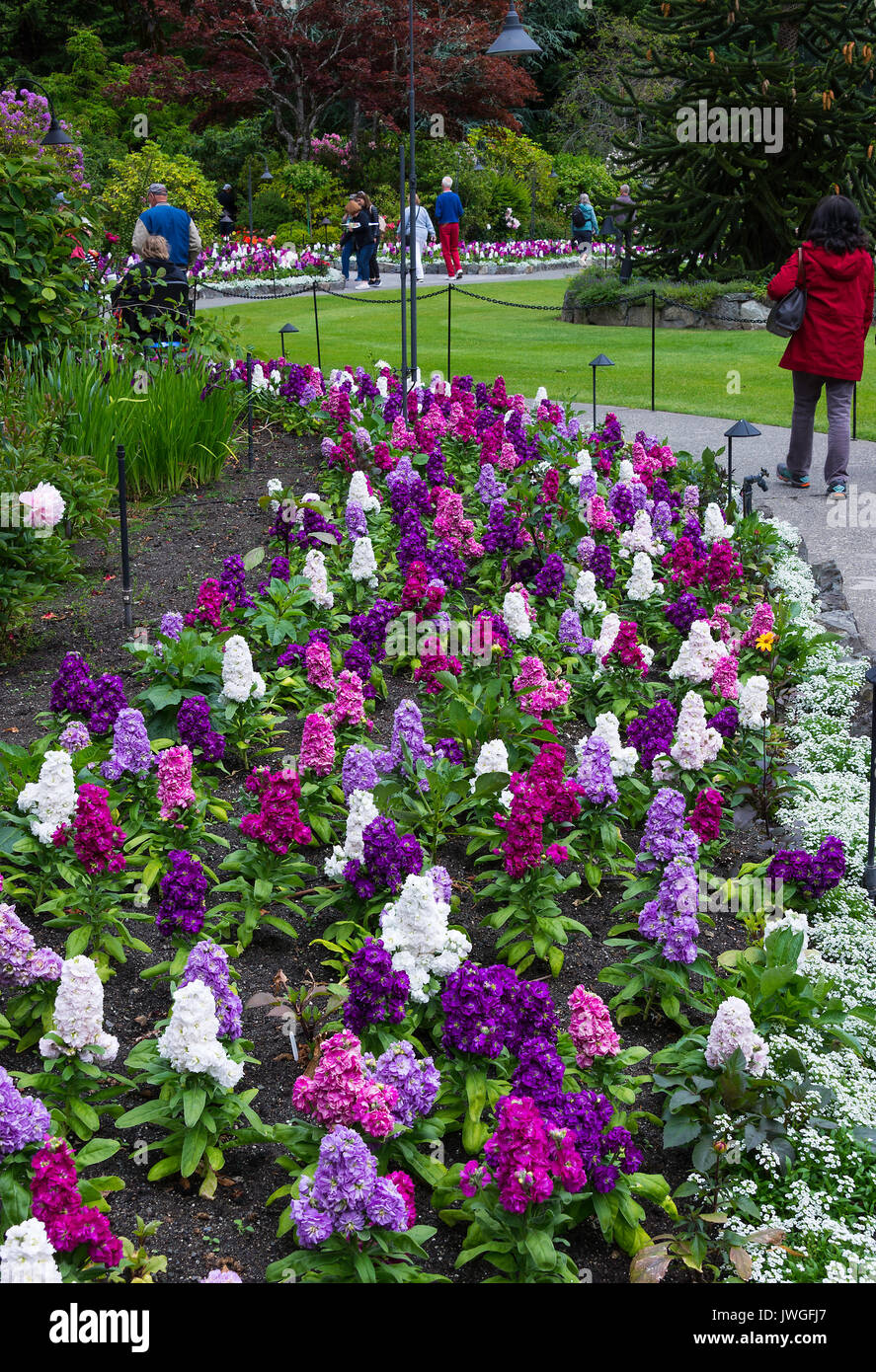 Un superbe écran de stock aux couleurs vives des fleurs dans un jardin à Butchart Gardens Victoria Vancouver Island British Columbia Canada Banque D'Images