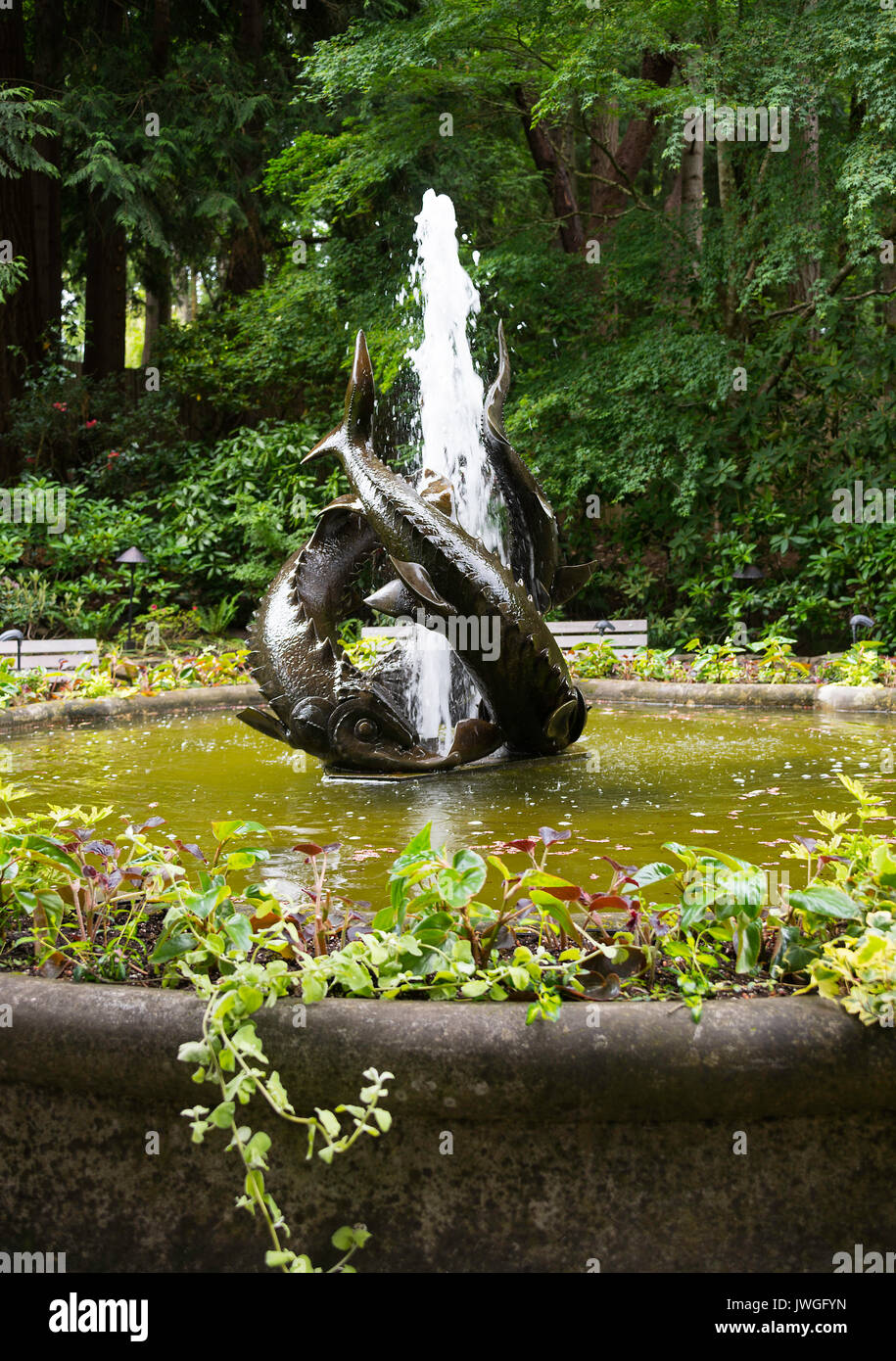 Le poisson de l'esturgeon et fontaine étang formelle à l'entrée du jardin japonais à Butchart Gardens Victoria British Columbia Canada Banque D'Images