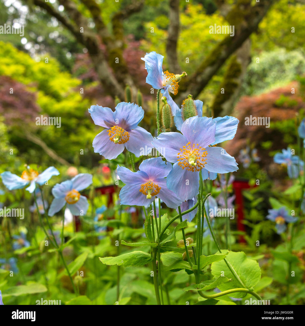 Belles fleurs de pavot bleu pâle Meconopsis Baileyi dans le jardin japonais du Jardins Butchart Victoria Vancouver Island British Columbia Canada Banque D'Images