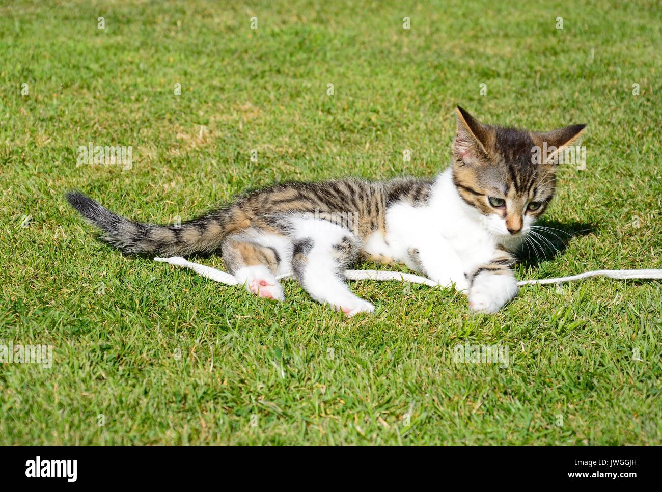 9 semaine old grey tabby kitten playing avec un cordon dans le jardin, UK. Banque D'Images