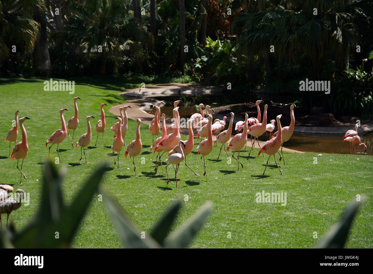 Les flamants, Tenerife, Canaries, Espagne Banque D'Images