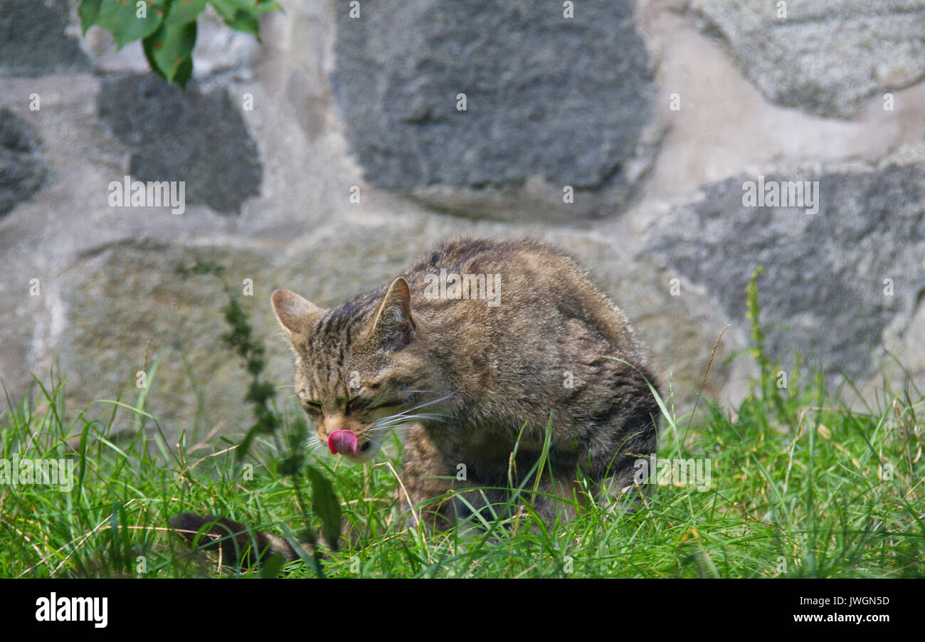 Scottish Wildcat Banque D'Images