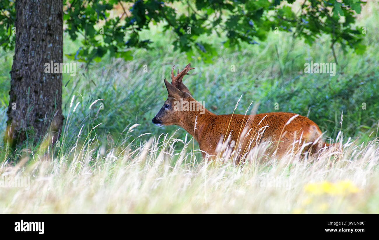 Chevreuil avec gros bois Banque de photographies et d’images à haute — free download