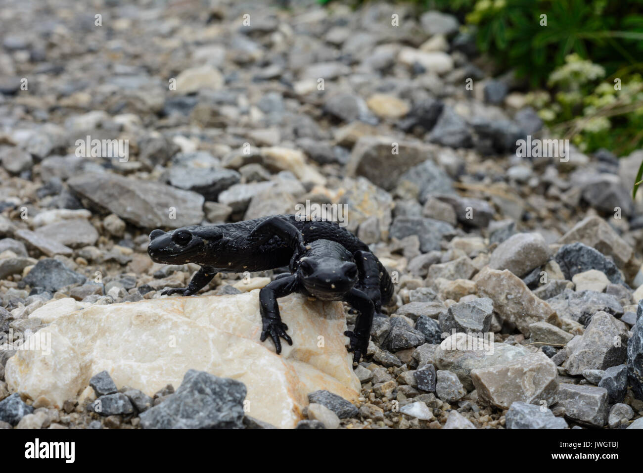 Alpensalamander (salamandre alpestre, Salamandra atra), Untersberg, Flachgau, Salzbourg, Autriche Banque D'Images