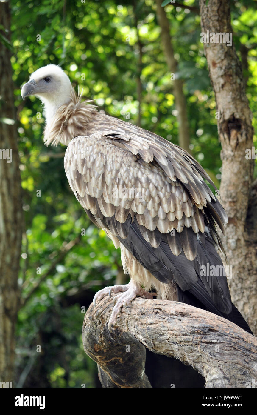 L'Himalayan Griffon Vulture est encore plus grand que le Vautour fauve. Il a un cou blanc ruff et jaune de loi. Le corps blanchâtre et wing Banque D'Images