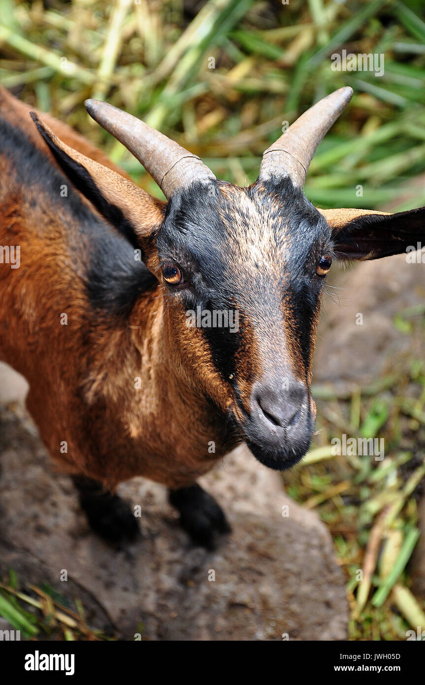Les chèvres sont parmi les premiers animaux domestiqués par l'homme. Banque D'Images