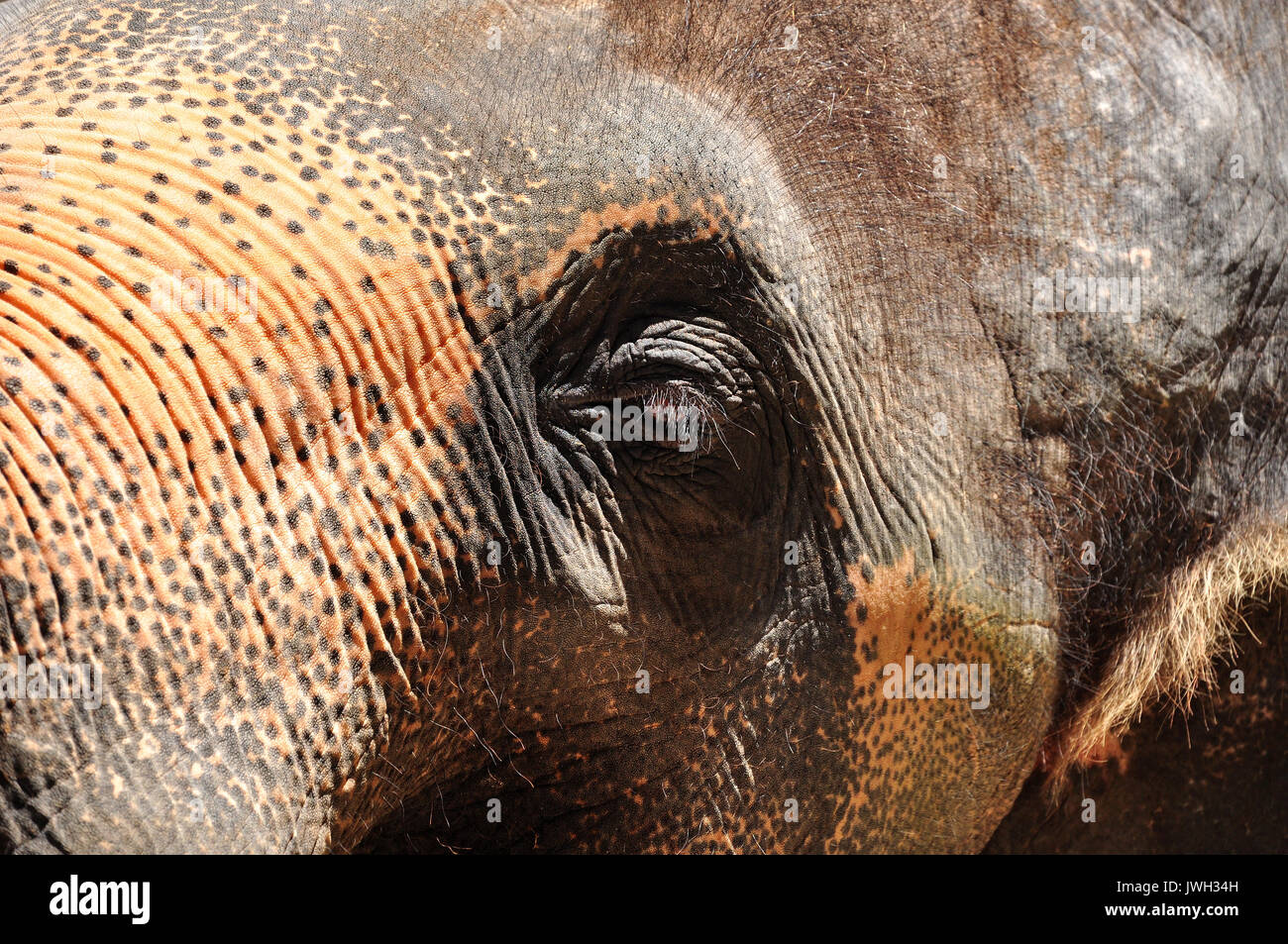 Les yeux de l'éléphant sont petites par rapport à la taille de l'animal. Banque D'Images