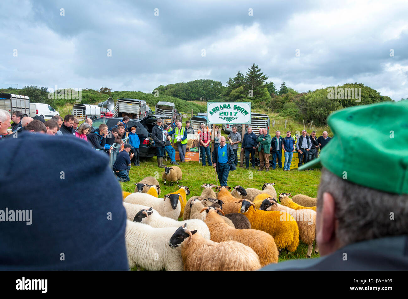 Ardara, comté de Donegal, Irlande. 12Th Aug 2017. L'Ardara Show' ou 'le sud-ouest de l'Exposition agricole de Donegal est un événement annuel où les populations locales la pièce de bétail, des chevaux, des gâteaux, des confitures, des fleurs et de l'artisanat. Le jugement a lieu et les petits prix sont attribués. Ici les moutons sont jugés dans l'anneau. Photo par:Richard Wayman Crédit : Richard Wayman/Alamy Live News Banque D'Images