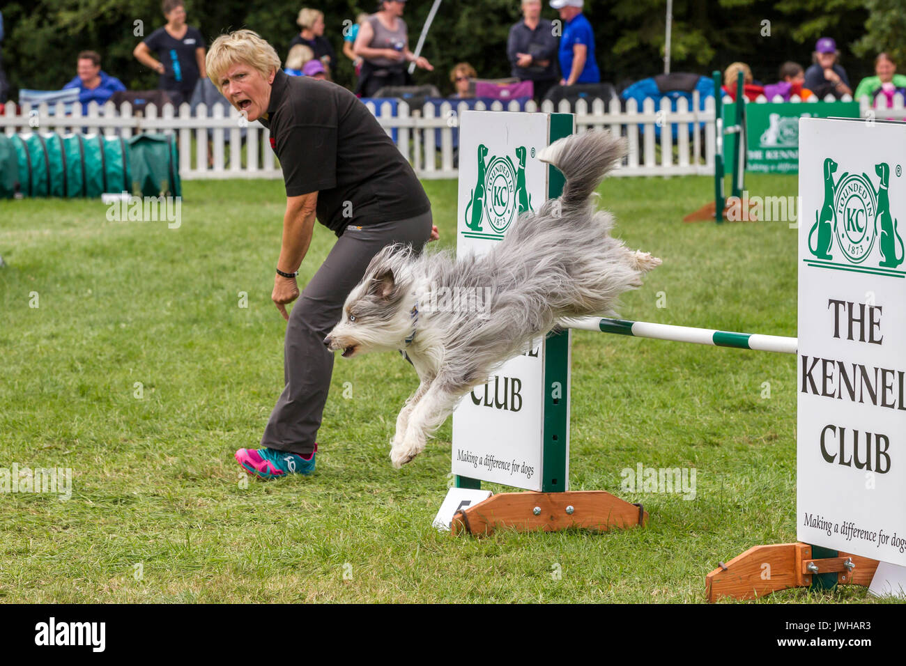 Rockingham, Northamptonshire, U.K.12 août 2017. Kennel Club International l'Agilité Festival qui est un événement de 4 jours ouvert à tous les types de chiens, de crédit : Keith J Smith./Alamy Live News Banque D'Images