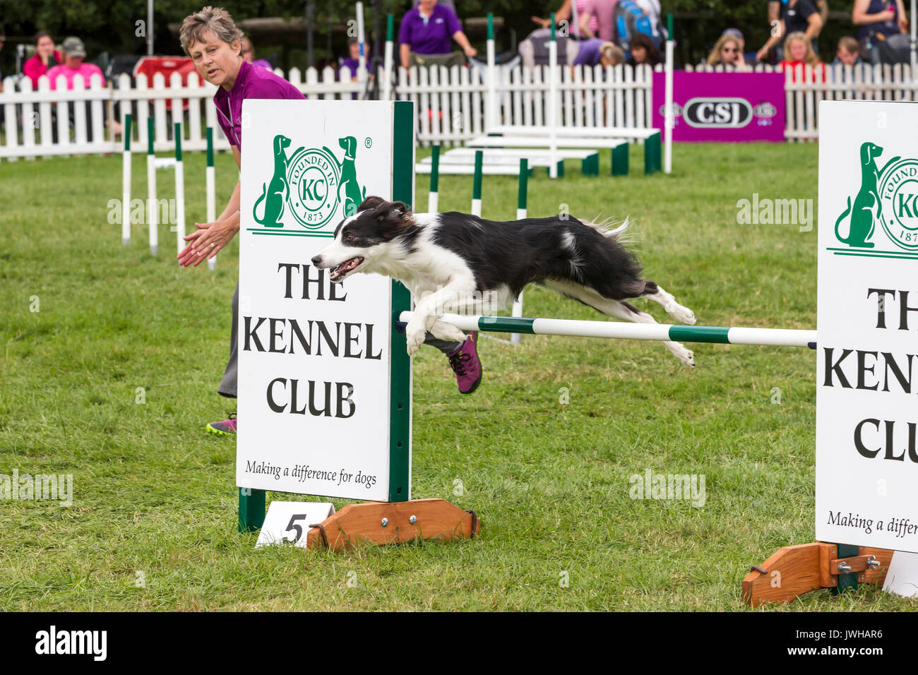 Rockingham, Northamptonshire, U.K.12 août 2017. Kennel Club International l'Agilité Festival qui est un événement de 4 jours ouvert à tous les types de chiens, de crédit : Keith J Smith./Alamy Live News Banque D'Images