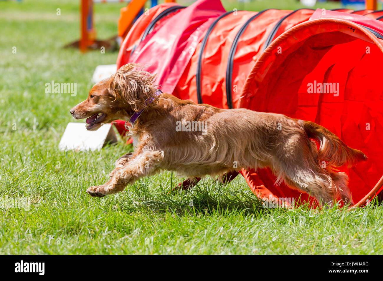 Rockingham, Northamptonshire, U.K.12 août 2017. Kennel Club International l'Agilité Festival qui est un événement de 4 jours ouvert à tous les types de chiens, de crédit : Keith J Smith./Alamy Live News Banque D'Images