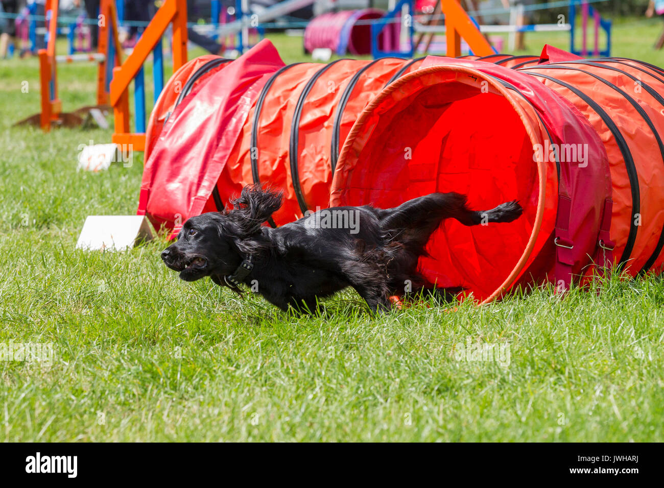 Rockingham, Northamptonshire, U.K.12 août 2017. Kennel Club International l'Agilité Festival qui est un événement de 4 jours ouvert à tous les types de chiens, de crédit : Keith J Smith./Alamy Live News Banque D'Images