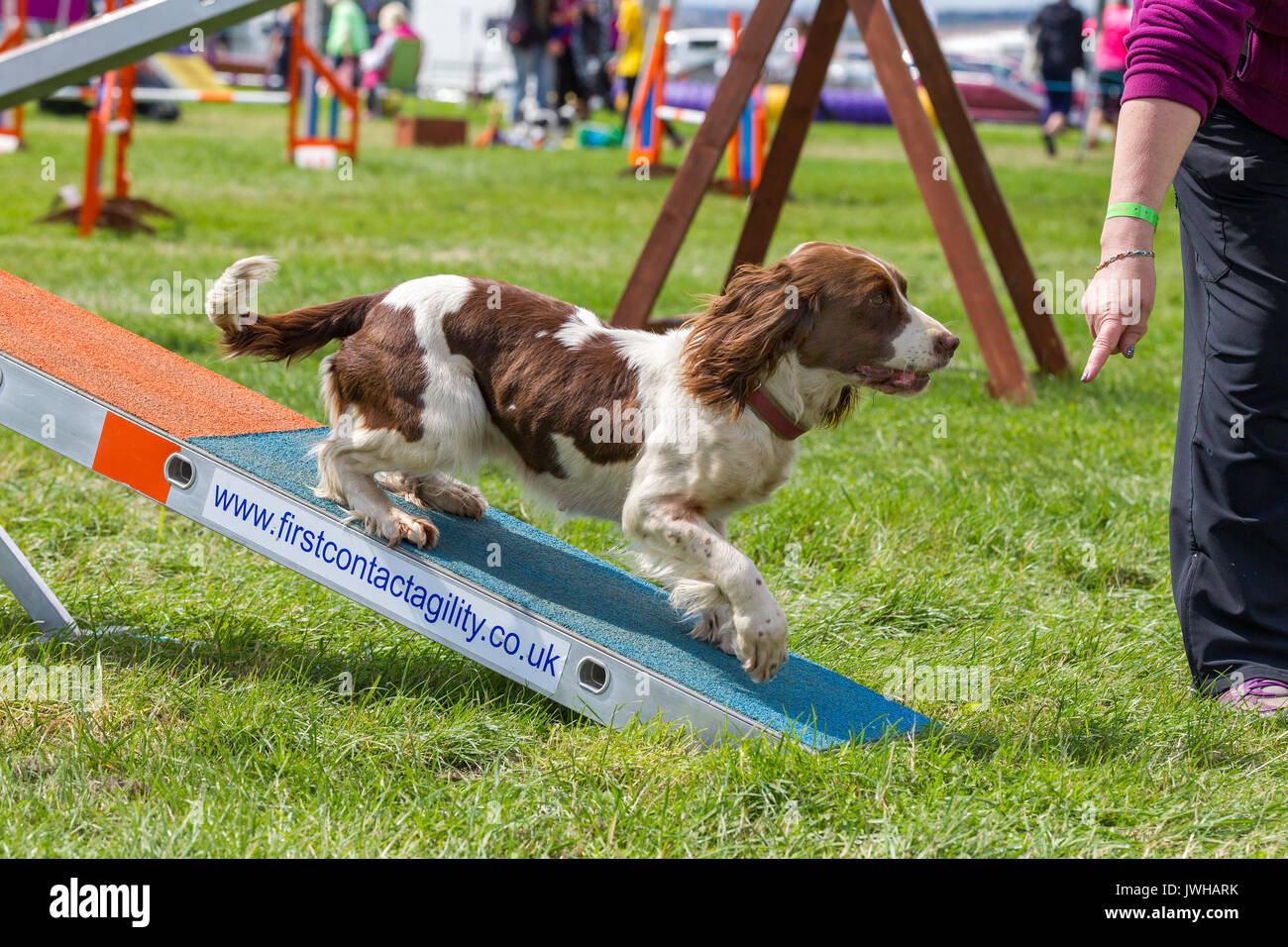 Rockingham, Northamptonshire, U.K.12 août 2017. Kennel Club International l'Agilité Festival qui est un événement de 4 jours ouvert à tous les types de chiens, de crédit : Keith J Smith./Alamy Live News Banque D'Images