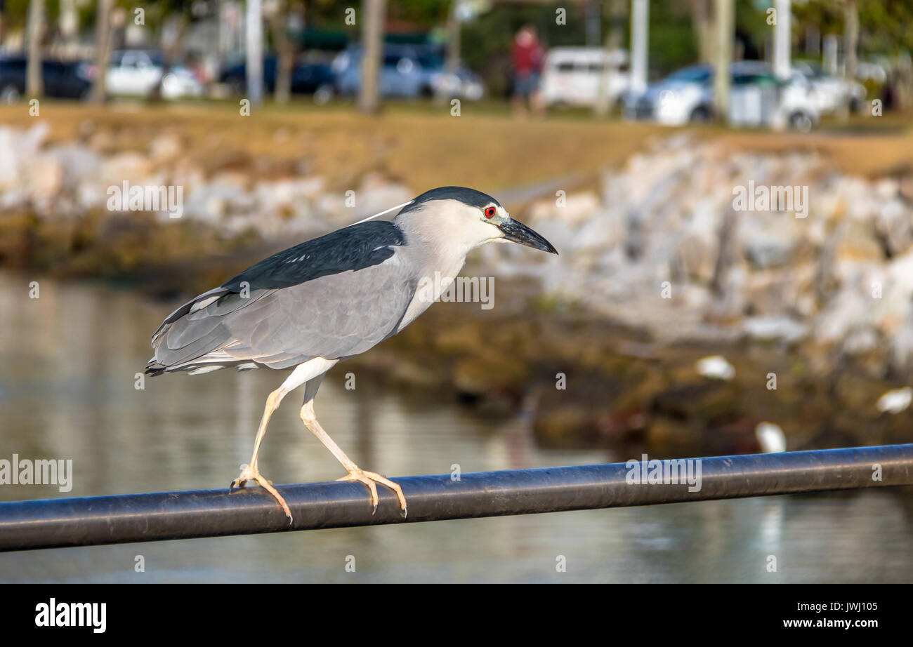 Bihoreau gris - Florianopolis, Santa Catarina, Brésil Banque D'Images