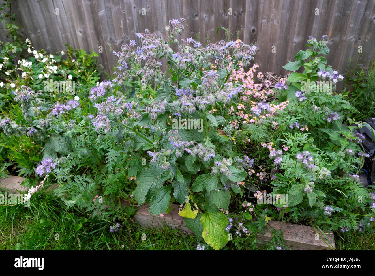 Fleurs de bourrache bleu et rose wallflowers vivaces dans un petit jardin avec une clôture en bois dans une cour arrière, Cardiff Wales UK KATHY DEWITT Banque D'Images
