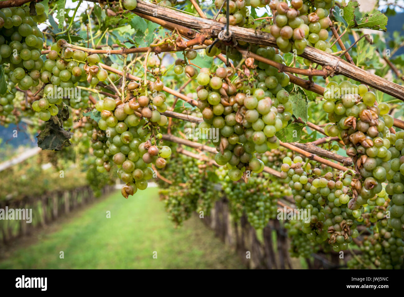 Vignoble et les raisins endommagés après une tempête de grêle détruisant les récoltes. La grêle ont presque entièrement détruit la récolte. Banque D'Images