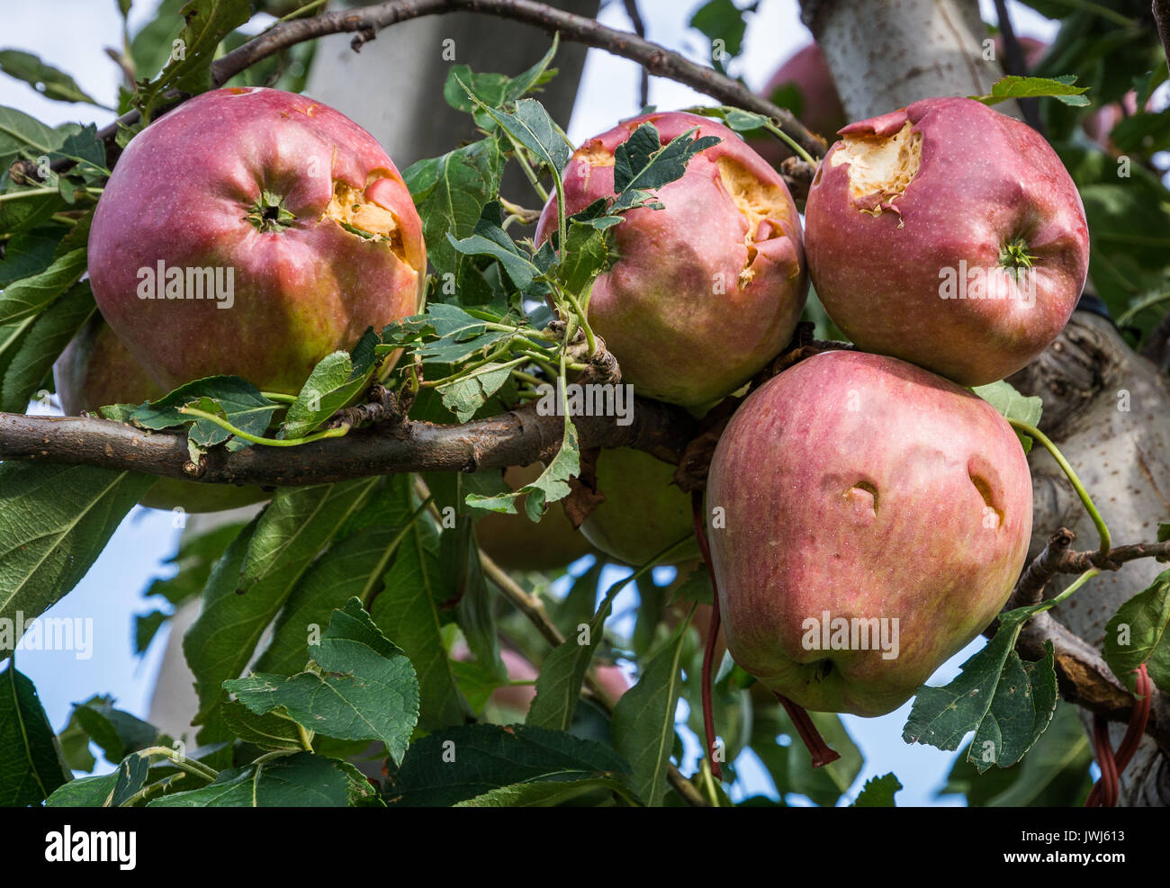 Les pommes endommagées par la tempête de grêle. grêle ont presque entièrement détruit la récolte. Banque D'Images