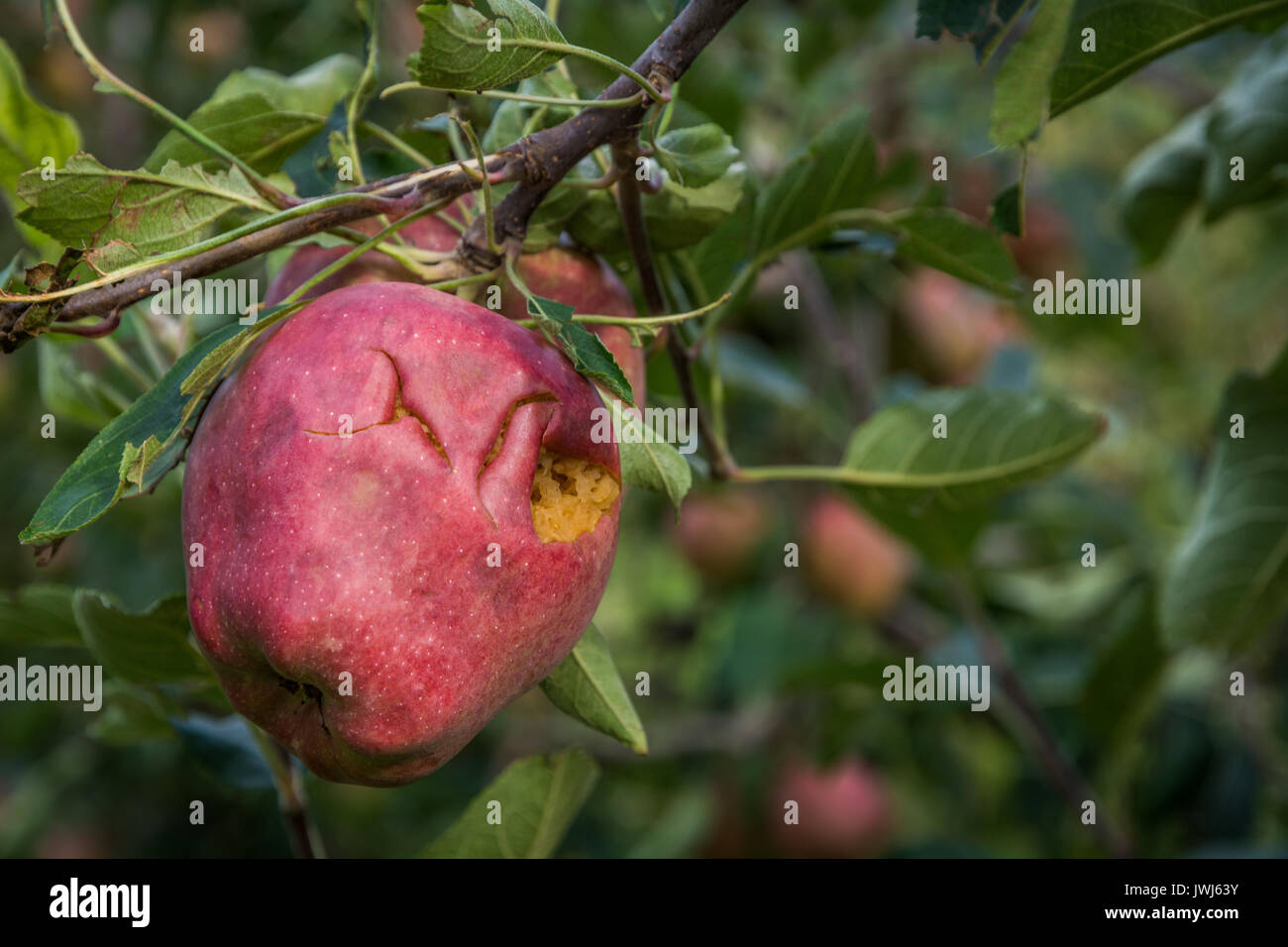 Les pommes endommagées par la tempête de grêle. grêle ont presque entièrement détruit la récolte. Banque D'Images