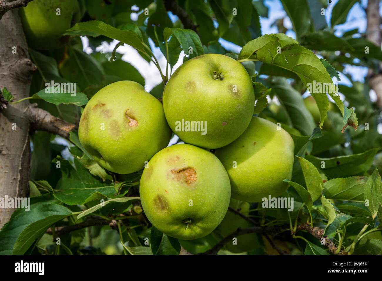 Les pommes endommagées par la tempête de grêle. grêle ont presque entièrement détruit la récolte. Banque D'Images